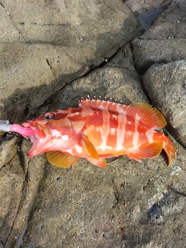 アカハタの釣果