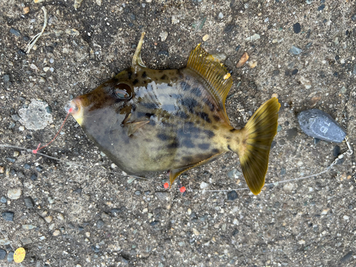 カワハギの釣果