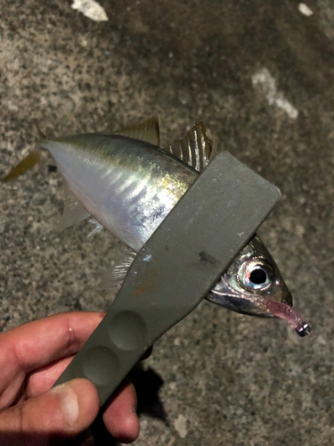 マアジの釣果