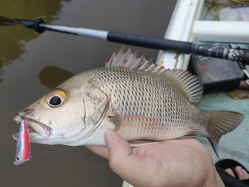 ゴマフエダイの釣果