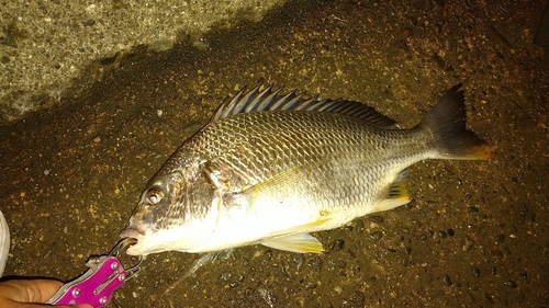 キビレの釣果