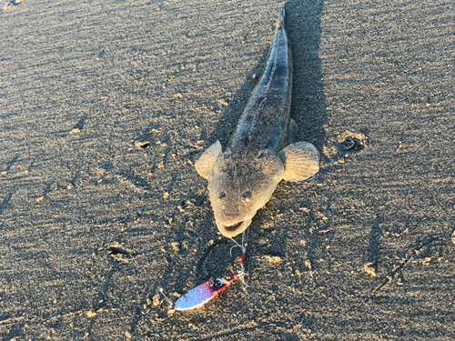 マゴチの釣果