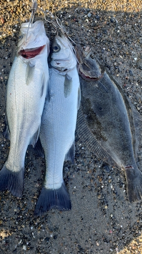 ヒラスズキの釣果