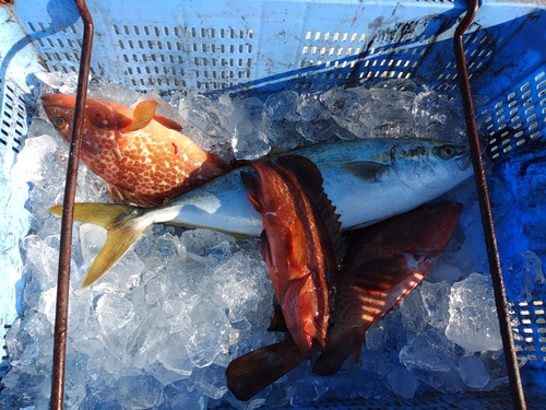 ツバスの釣果