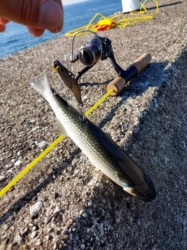 ボラの釣果