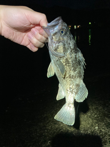 クロソイの釣果