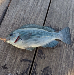 メジナの釣果