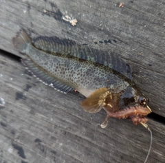 イソギンポの釣果