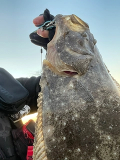 ヒラメの釣果