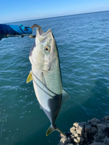 イナダの釣果