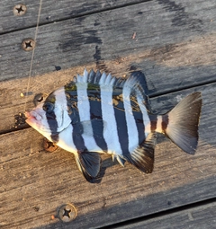 シマダイの釣果