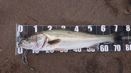 スズキの釣果