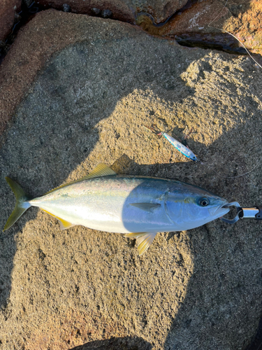 ハマチの釣果