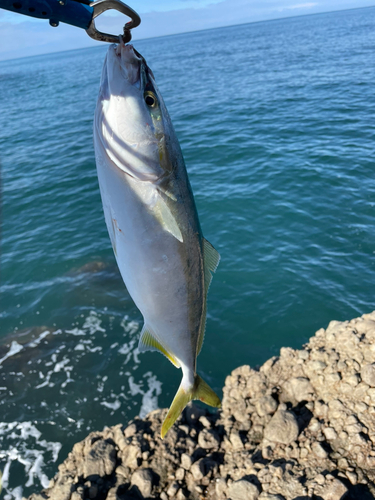 イナダの釣果