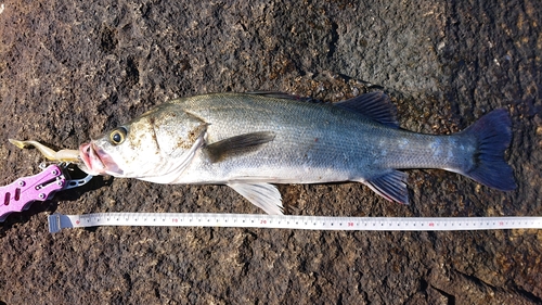 フッコ（マルスズキ）の釣果