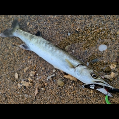 オニカマスの釣果