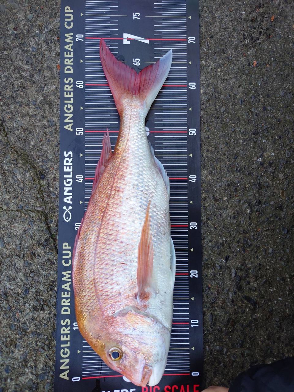 アングラー72679168さんの釣果 2枚目の画像