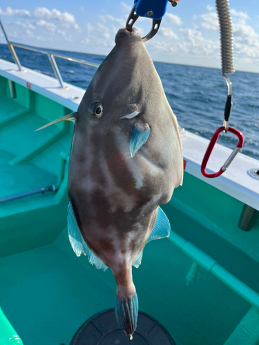 ウマヅラハギの釣果