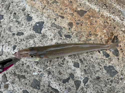 シロギスの釣果