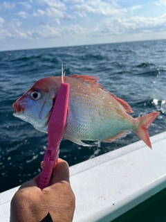 ハナダイの釣果