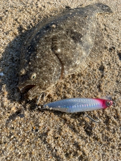 ヒラメの釣果