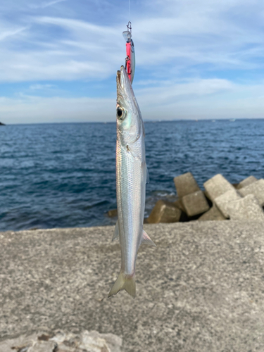 カマスの釣果