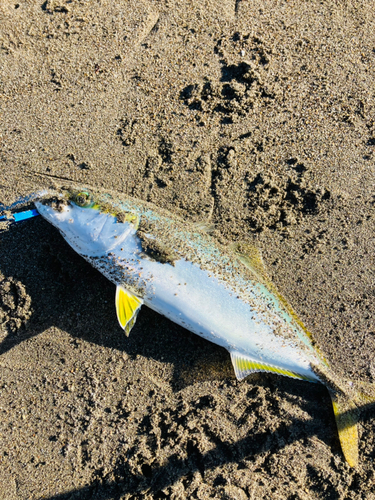 ワカシの釣果