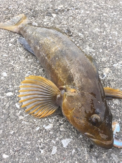 アイナメの釣果