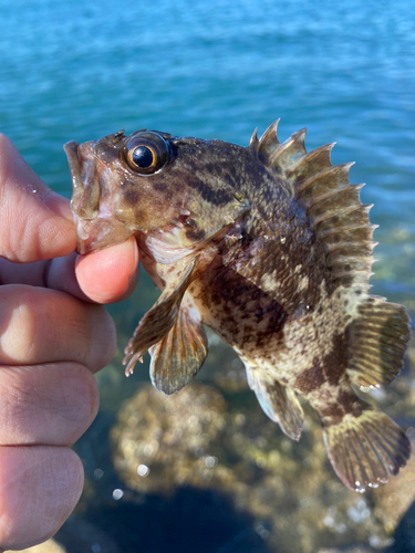 ムラソイの釣果