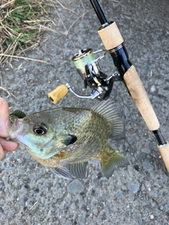 ブルーギルの釣果