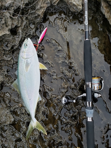 ハマチの釣果