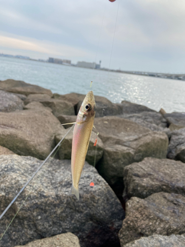 キスの釣果