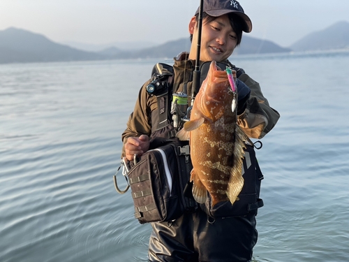 アコウの釣果