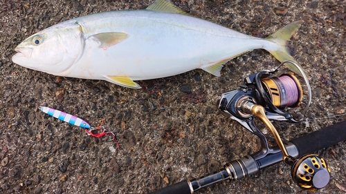 イナダの釣果