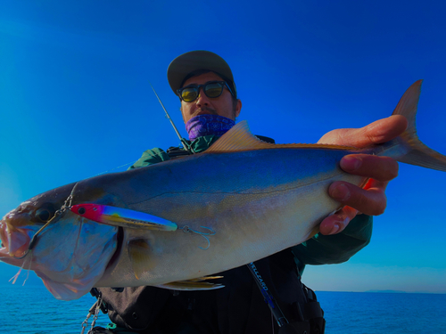 ショゴの釣果