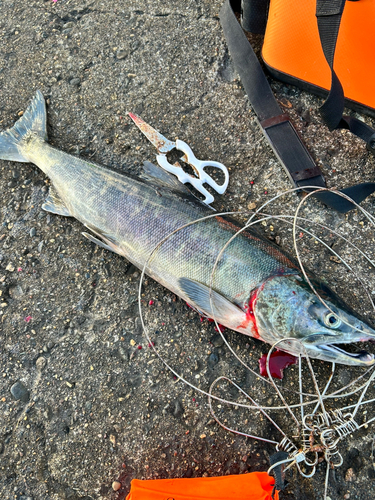 アキアジの釣果