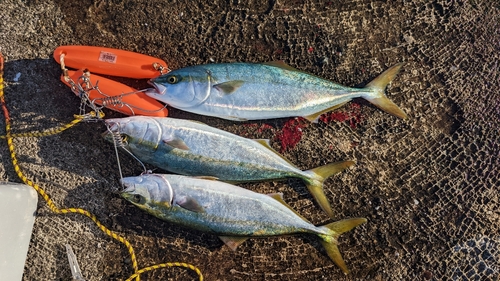 ハマチの釣果