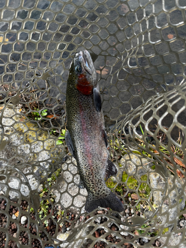 ニジマスの釣果