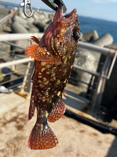 カサゴの釣果