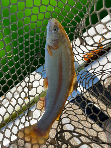 ニジマスの釣果