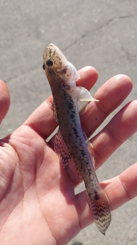 マハゼの釣果