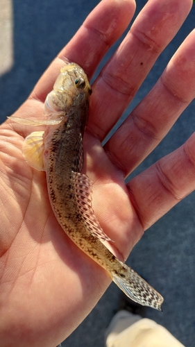 マハゼの釣果