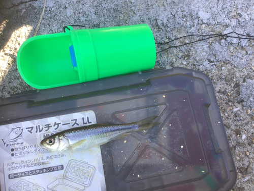 カワムツの釣果