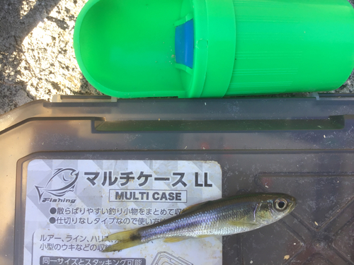 カワムツの釣果