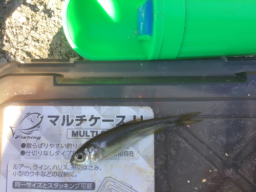 カワムツの釣果