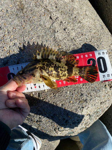 タケノコメバルの釣果