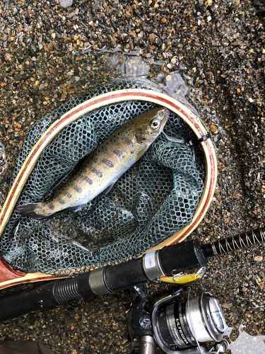 アマゴの釣果