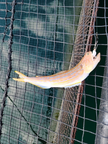 オキエソの釣果