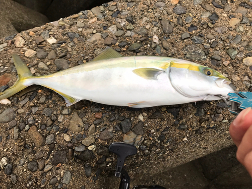 ハマチの釣果