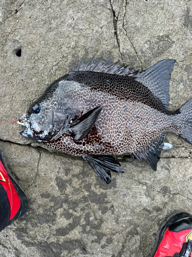 イシガキダイの釣果